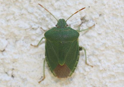 Réf. 245 052 : Palomena prasina
